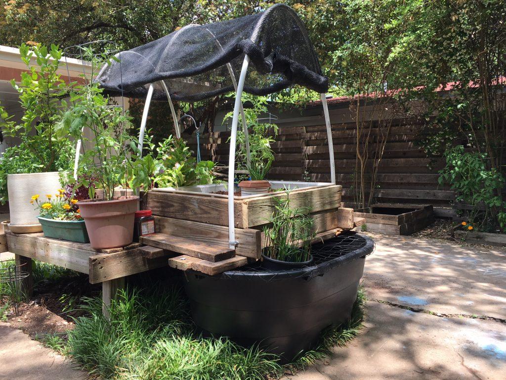 How to Setup a Backyard Aquaponics Garden