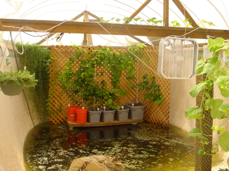 Garden Pool – Aquaponics