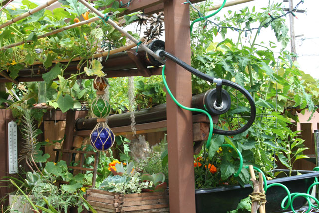 Backyard Ebb & Flow Aquaponic System